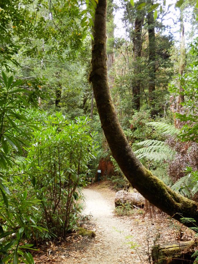 Tahune Airwalk Cabin And Lodge Geeveston Esterno foto